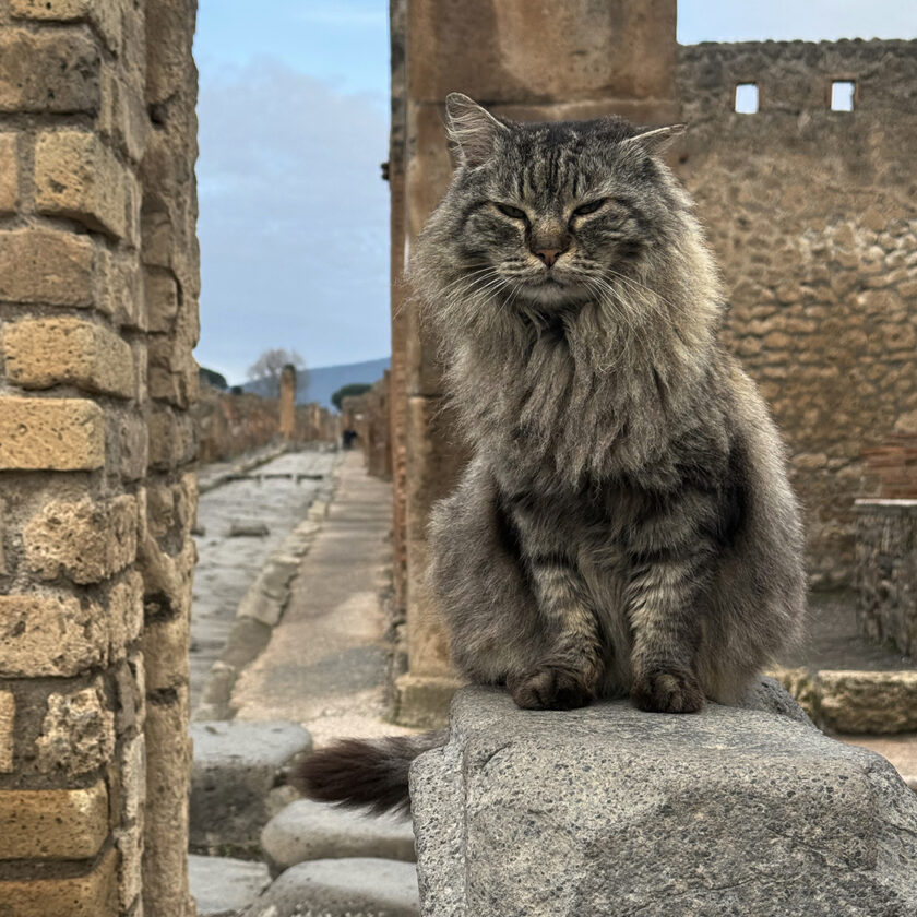 gatti di pompei