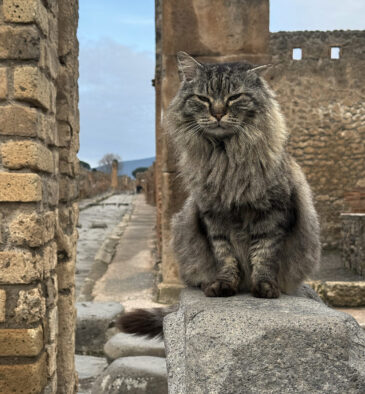 gatti di pompei