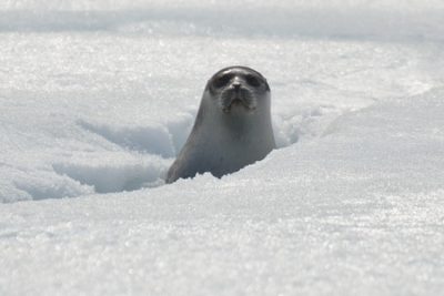foca nella banchisa foche