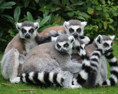 lemur catta stagione degli amori