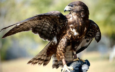 falconeria falco