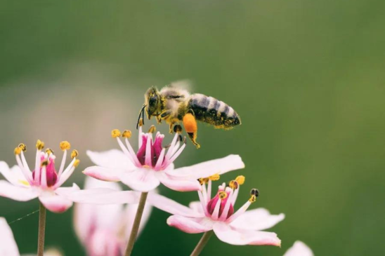 +api apicoltura bee the future