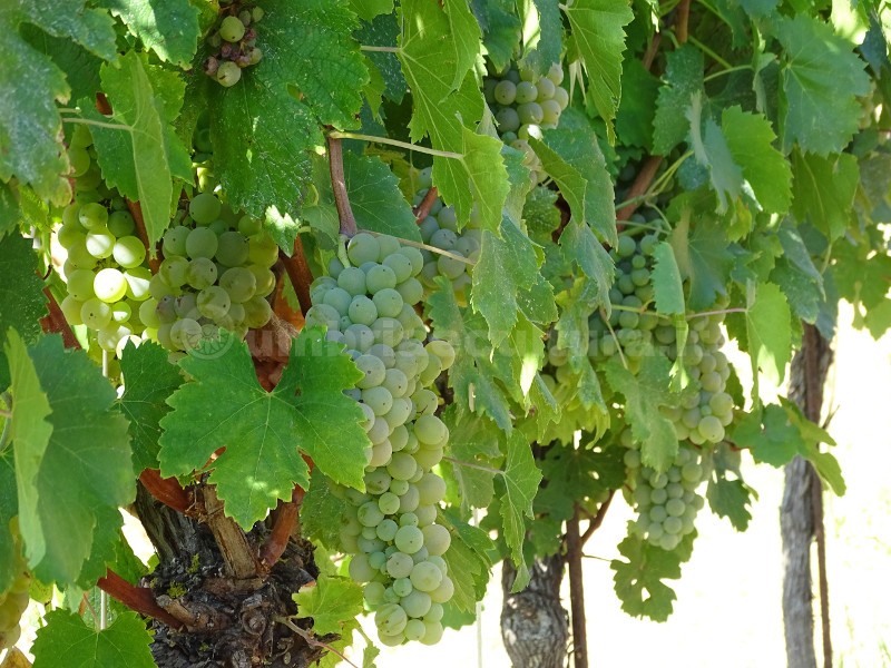 l'umbria del vino festa del vino grechetto di todi antiossidanti frutta