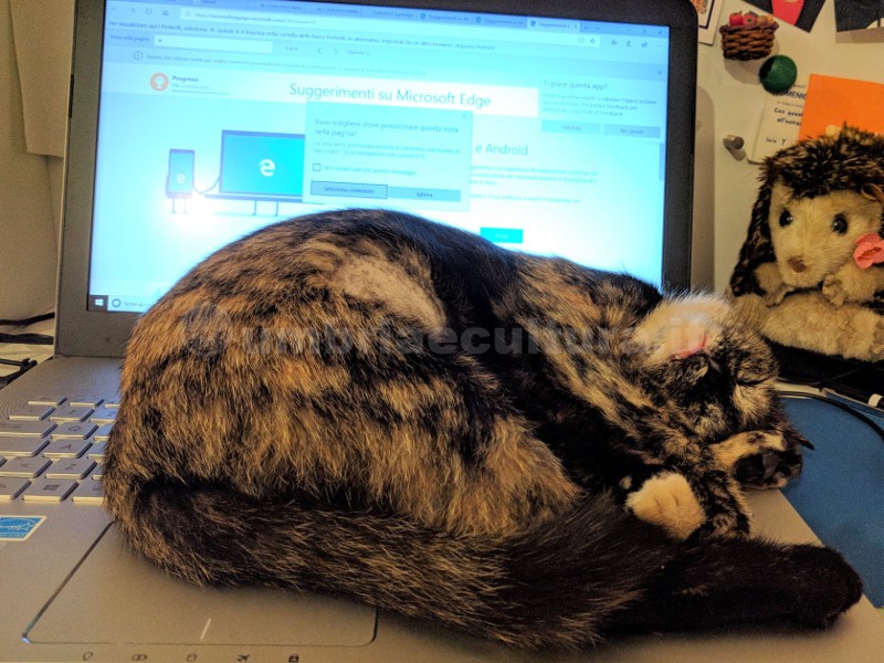 gatto su computer gatti da ufficio