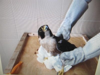 falco pellegrino ferito lipu