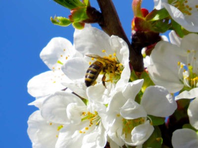 comuni amici delle api ape su fiore il miele delle meraviglie giornata mondiale delle api