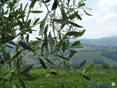 ulivo olive ulivo della rinascita