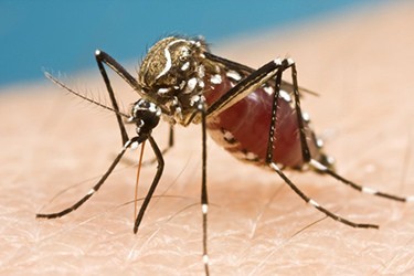 zanzara zika vermifugo