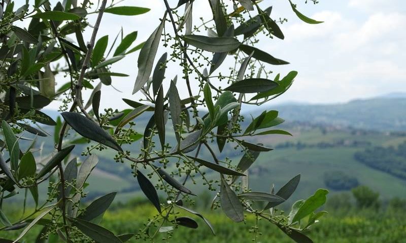 olivo olivicoltura domenica delle palme