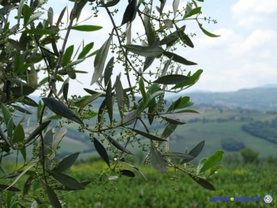 olivo olivicoltura