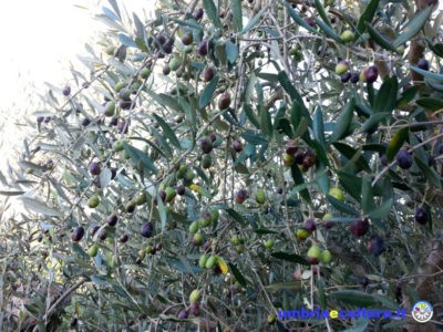 olio d'italia camminata tra gli olivi olive olio polifenolio day confagricoltura umbria paesaggio olivato autunno a foligno oro di spello