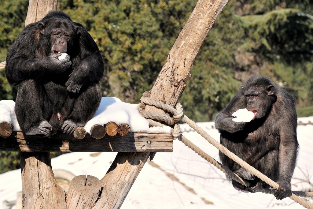 scimpanzè bioparco burian