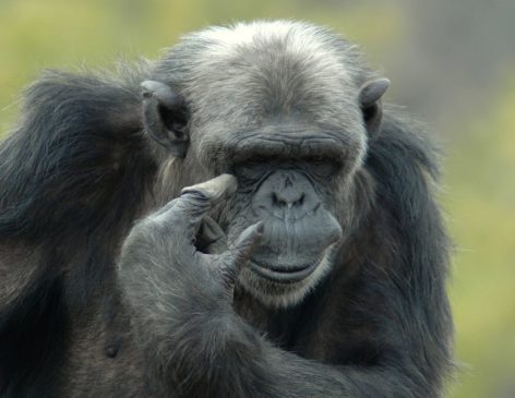 scimpanzè darwin day