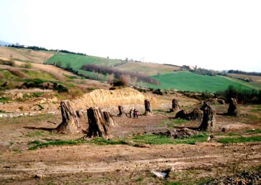 fossil forest foresta fossile di dunarobba