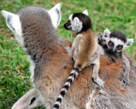 lemuri catta