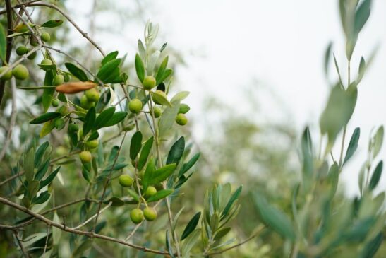 tracciabilità olive