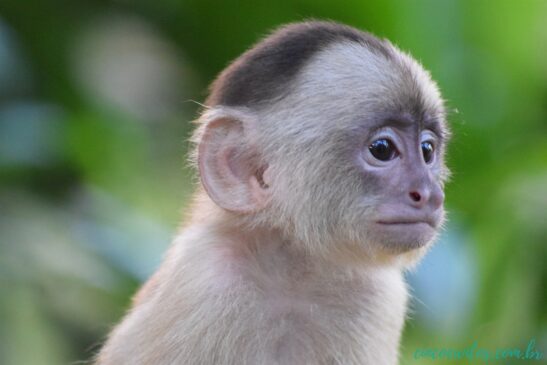 macaco sperimentazione animale