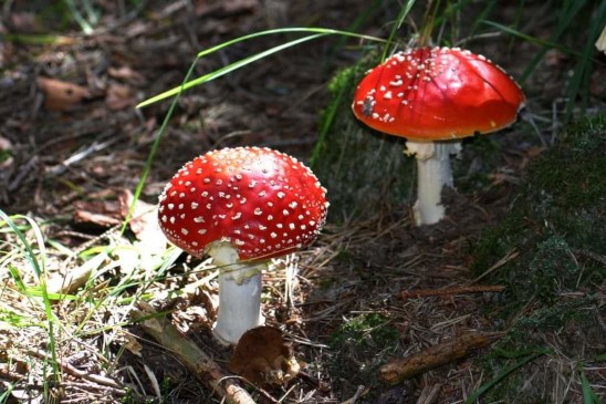 funghi selvatici