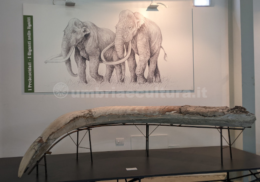 museo paleontologico luigi boldrini pietrafitta